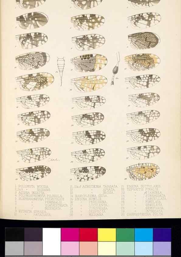 Reproducción/Reproduction 35727812371: Biologia Centrali-Americana :. [London :Published for the editors by R. H. Porter],1879-1915