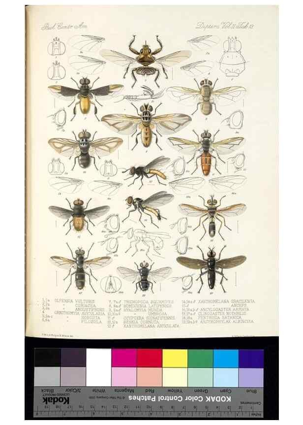 Reproducción/Reproduction 35727815281: Biologia Centrali-Americana :. [London :Published for the editors by R. H. Porter],1879-1915