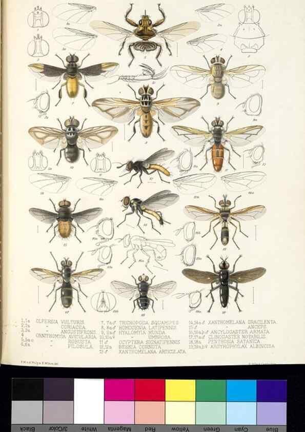 Reproducción/Reproduction 35727815281: Biologia Centrali-Americana :. [London :Published for the editors by R. H. Porter],1879-1915