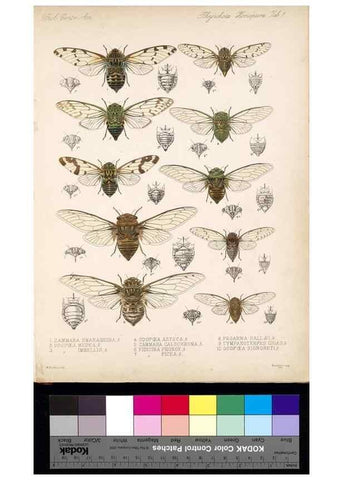 Reproducción/Reproduction 35729433291: Biologia Centrali-Americana :. [London :Published for the editors by R. H. Porter],1879-1915