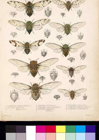 Reproducción/Reproduction 35729433291: Biologia Centrali-Americana :. [London :Published for the editors by R. H. Porter],1879-1915