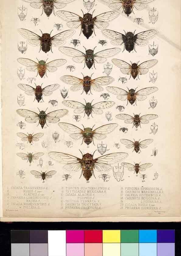 Reproducción/Reproduction 35729436681: Biologia Centrali-Americana :. [London :Published for the editors by R. H. Porter],1879-1915