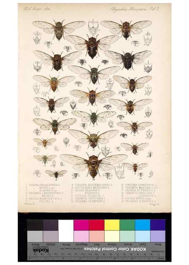Reproducción/Reproduction 35021391664: Biologia Centrali-Americana :. [London :Published for the editors by R. H. Porter],1879-1915