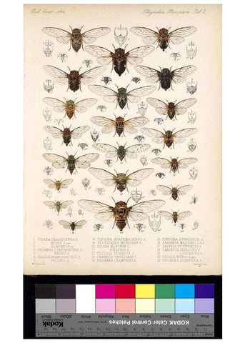 Reproducción/Reproduction 35021391664: Biologia Centrali-Americana :. [London :Published for the editors by R. H. Porter],1879-1915