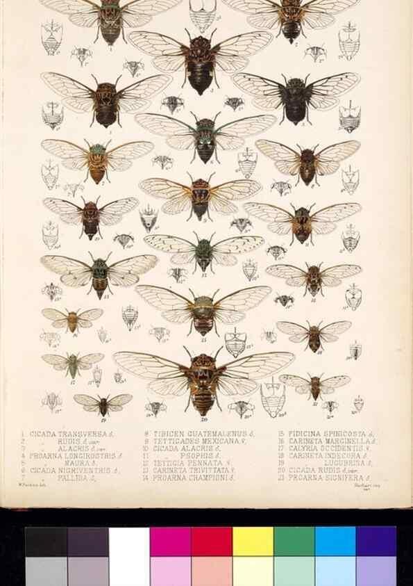 Reproducción/Reproduction 35021391664: Biologia Centrali-Americana :. [London :Published for the editors by R. H. Porter],1879-1915