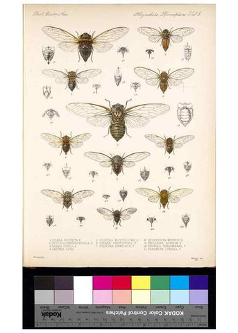 Reproducción/Reproduction 35729444751: Biologia Centrali-Americana :. [London :Published for the editors by R. H. Porter],1879-1915
