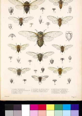 Reproducción/Reproduction 35729444751: Biologia Centrali-Americana :. [London :Published for the editors by R. H. Porter],1879-1915