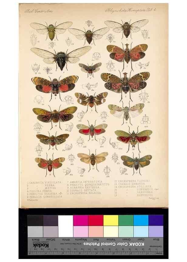 Reproducción/Reproduction 35729448751: Biologia Centrali-Americana :. [London :Published for the editors by R. H. Porter],1879-1915