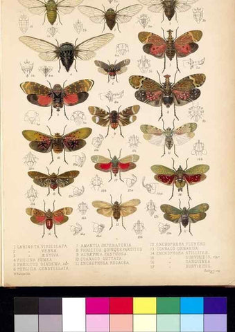 Reproducción/Reproduction 35729448751: Biologia Centrali-Americana :. [London :Published for the editors by R. H. Porter],1879-1915