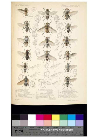 Reproducción/Reproduction 35819058736: Biologia Centrali-Americana :. [London :Published for the editors by R. H. Porter],1879-1915