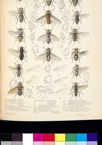 Reproducción/Reproduction 35819058736: Biologia Centrali-Americana :. [London :Published for the editors by R. H. Porter],1879-1915