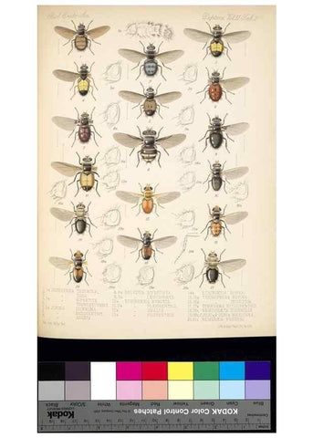 Reproducción/Reproduction 35819057736: Biologia Centrali-Americana :. [London :Published for the editors by R. H. Porter],1879-1915