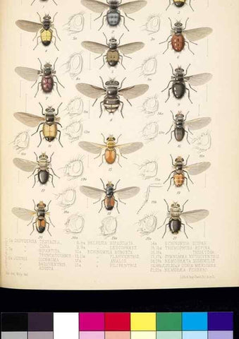 Reproducción/Reproduction 35819057736: Biologia Centrali-Americana :. [London :Published for the editors by R. H. Porter],1879-1915