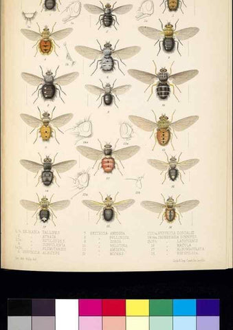 Reproducción/Reproduction 35727778771: Biologia Centrali-Americana :. [London :Published for the editors by R. H. Porter],1879-1915