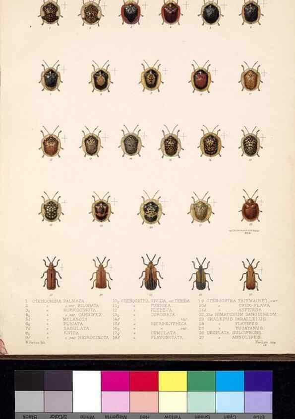 Reproducción/Reproduction 35019133504: Biologia Centrali-Americana :. [London :Published for the editors by R. H. Porter],1879-1915