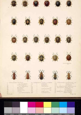 Reproducción/Reproduction 35019133504: Biologia Centrali-Americana :. [London :Published for the editors by R. H. Porter],1879-1915