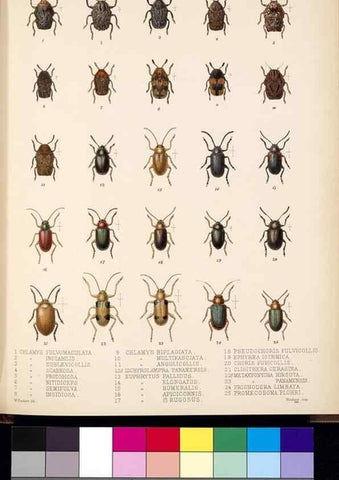 Reproducción/Reproduction 35818304566: Biologia Centrali-Americana :. [London :Published for the editors by R. H. Porter],1879-1915