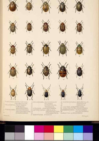 Reproducción/Reproduction 35818307756: Biologia Centrali-Americana :. [London :Published for the editors by R. H. Porter],1879-1915