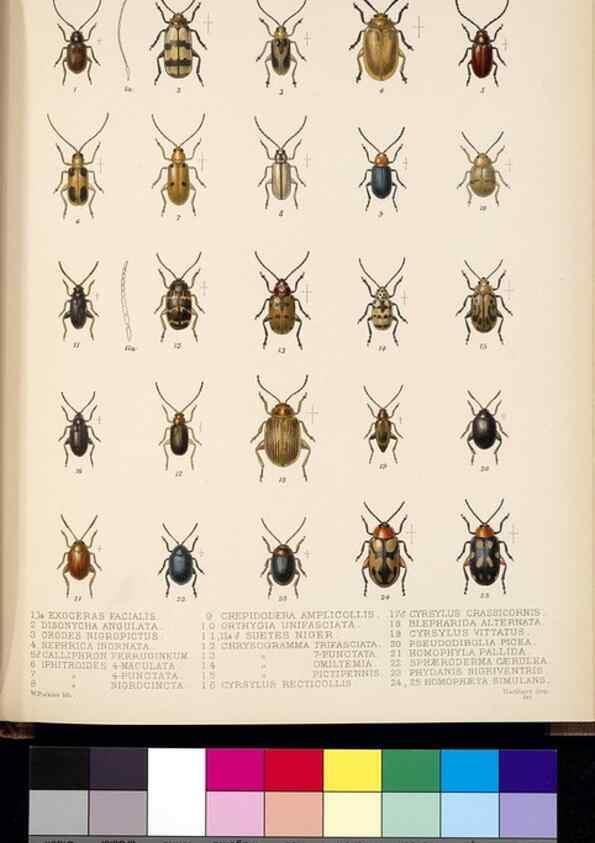 Reproducción/Reproduction 35049485633: Biologia Centrali-Americana :. [London :Published for the editors by R. H. Porter],1879-1915
