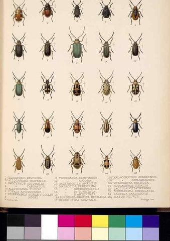 Reproducción/Reproduction 35049489963: Biologia Centrali-Americana :. [London :Published for the editors by R. H. Porter],1879-1915