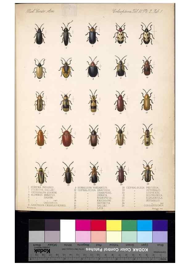 Reproducción/Reproduction 35858857085: Biologia Centrali-Americana :. [London :Published for the editors by R. H. Porter],1879-1915