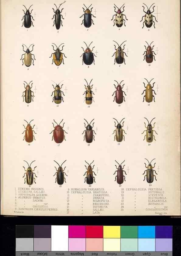 Reproducción/Reproduction 35858857085: Biologia Centrali-Americana :. [London :Published for the editors by R. H. Porter],1879-1915