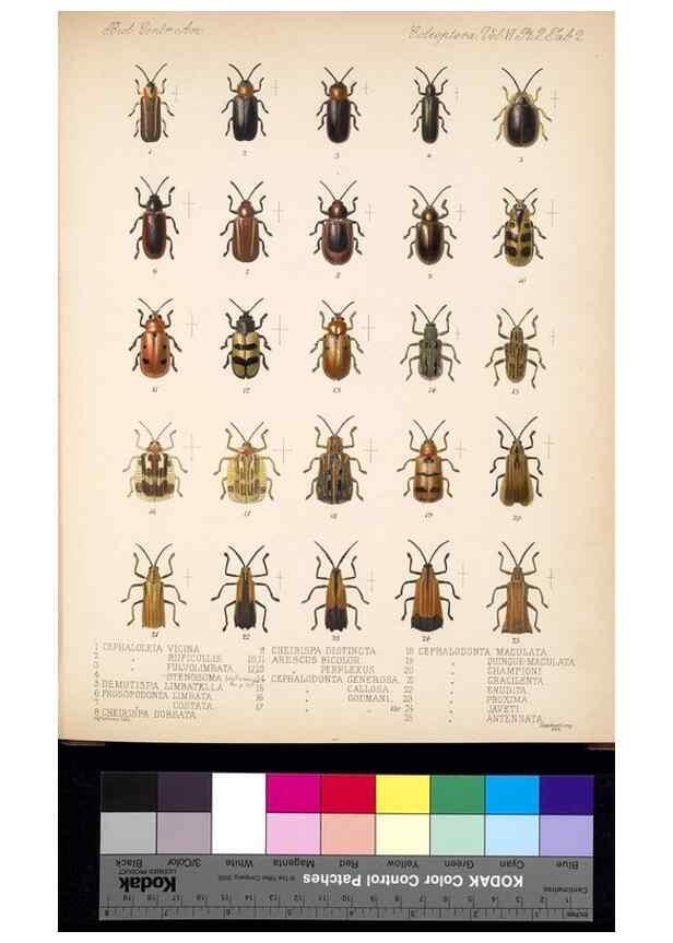 Reproducción/Reproduction 35858860985: Biologia Centrali-Americana :. [London :Published for the editors by R. H. Porter],1879-1915