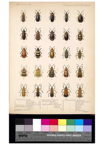 Reproducción/Reproduction 35858860985: Biologia Centrali-Americana :. [London :Published for the editors by R. H. Porter],1879-1915