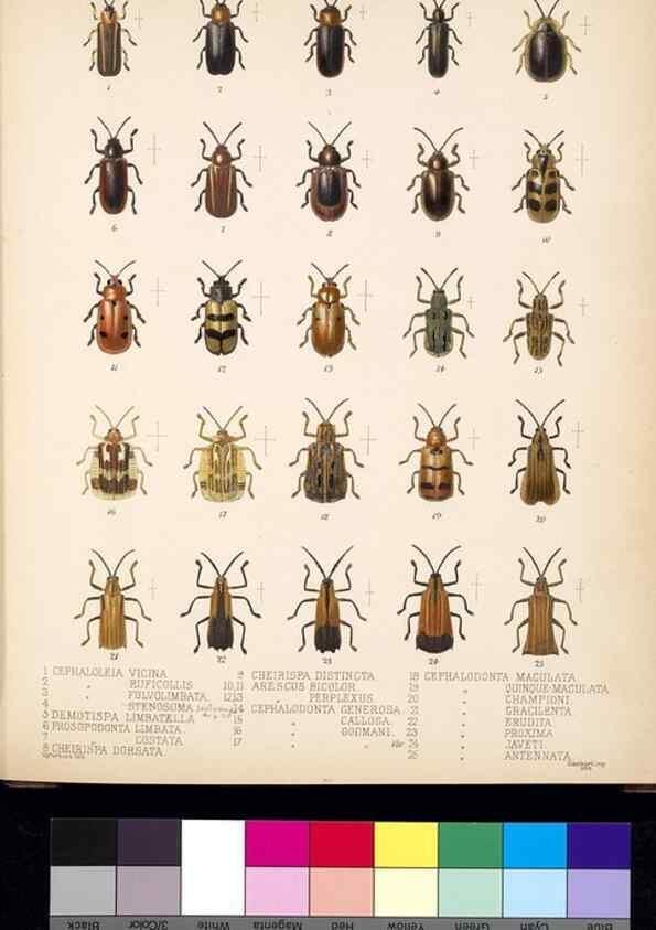 Reproducción/Reproduction 35858860985: Biologia Centrali-Americana :. [London :Published for the editors by R. H. Porter],1879-1915