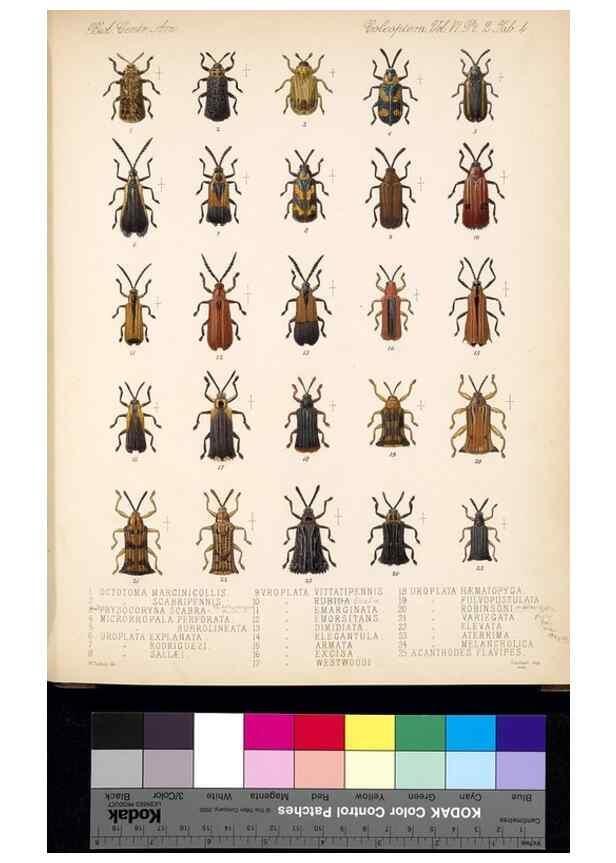 Reproducción/Reproduction 35858867395: Biologia Centrali-Americana :. [London :Published for the editors by R. H. Porter],1879-1915