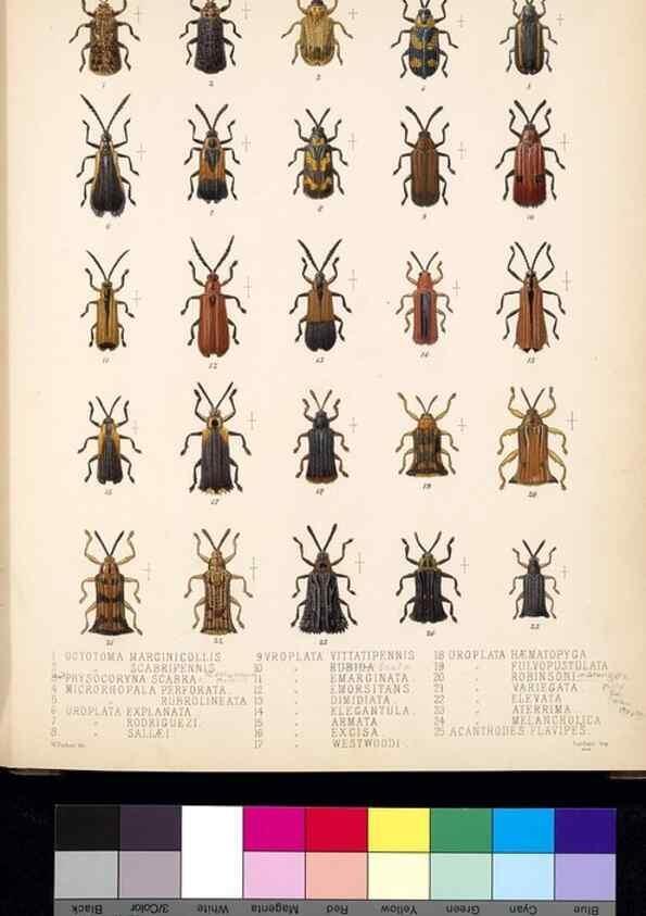 Reproducción/Reproduction 35858867395: Biologia Centrali-Americana :. [London :Published for the editors by R. H. Porter],1879-1915