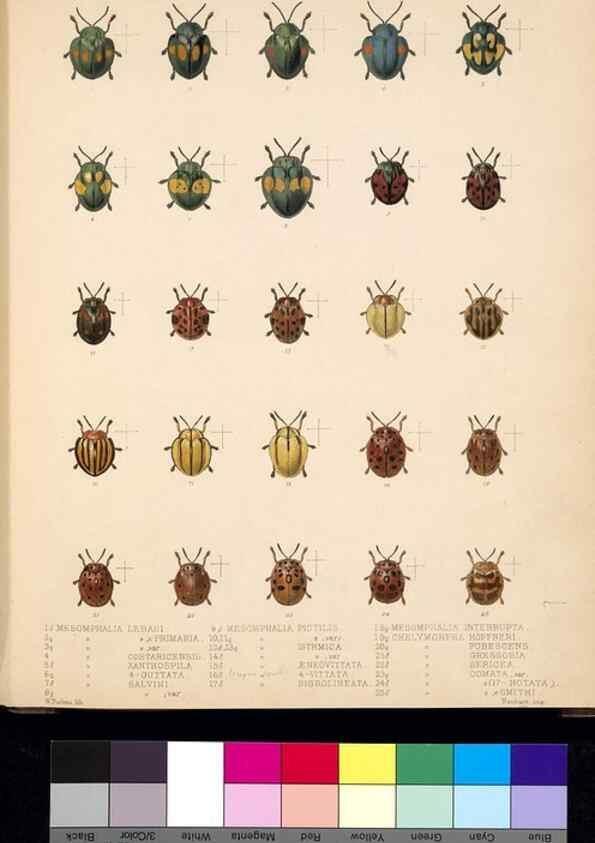 Reproducción/Reproduction 35049723393: Biologia Centrali-Americana :. [London :Published for the editors by R. H. Porter],1879-1915