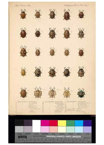 Reproducción/Reproduction 35049725923: Biologia Centrali-Americana :. [London :Published for the editors by R. H. Porter],1879-1915