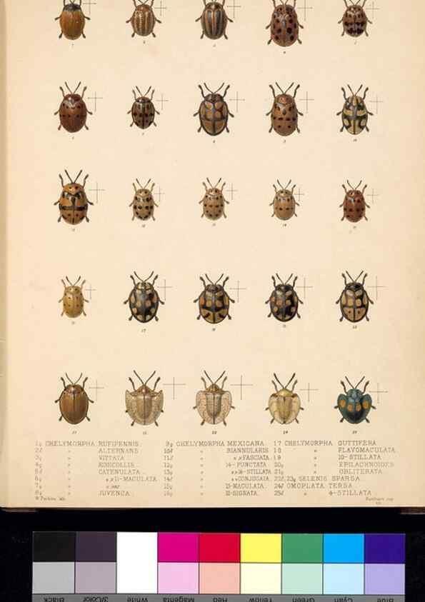 Reproducción/Reproduction 35049725923: Biologia Centrali-Americana :. [London :Published for the editors by R. H. Porter],1879-1915