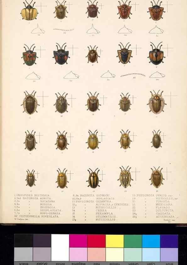 Reproducción/Reproduction 35019111814: Biologia Centrali-Americana :. [London :Published for the editors by R. H. Porter],1879-1915