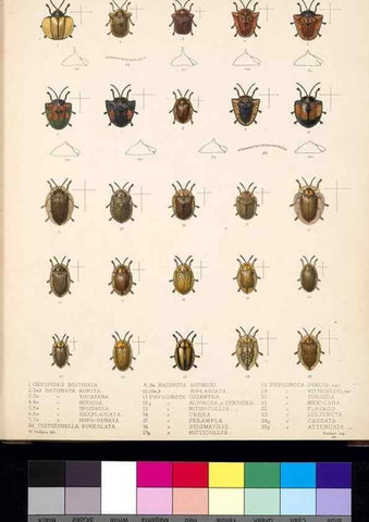 Reproducción/Reproduction 35019111814: Biologia Centrali-Americana :. [London :Published for the editors by R. H. Porter],1879-1915