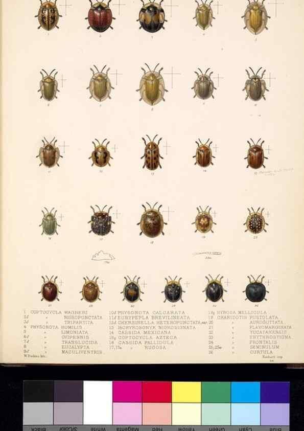 Reproducción/Reproduction 35019115454: Biologia Centrali-Americana :. [London :Published for the editors by R. H. Porter],1879-1915