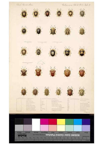 Reproducción/Reproduction 35019124664: Biologia Centrali-Americana :. [London :Published for the editors by R. H. Porter],1879-1915
