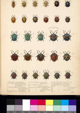 Reproducción/Reproduction 35858871835: Biologia Centrali-Americana :. [London :Published for the editors by R. H. Porter],1879-1915