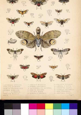 Reproducción/Reproduction 35729452631: Biologia Centrali-Americana :. [London :Published for the editors by R. H. Porter],1879-1915