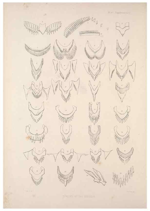 Reproducción/Reproduction 35503026921: A monograph of the British nudibranchiate Mollusca :. London :Printed for the Ray Society,1845-1910.