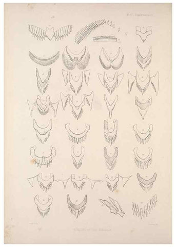 Reproducción/Reproduction 35503026921: A monograph of the British nudibranchiate Mollusca :. London :Printed for the Ray Society,1845-1910.