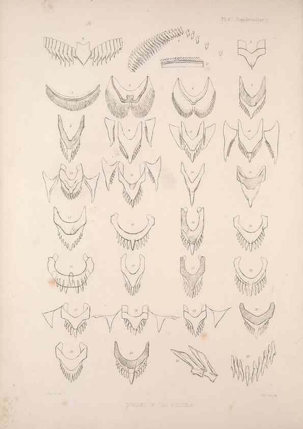 Reproducción/Reproduction 35503026921: A monograph of the British nudibranchiate Mollusca :. London :Printed for the Ray Society,1845-1910.