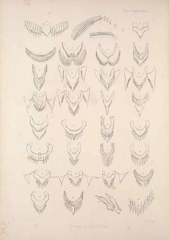 Reproducción/Reproduction 35503026921: A monograph of the British nudibranchiate Mollusca :. London :Printed for the Ray Society,1845-1910.