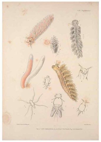 Reproducción/Reproduction 35633332135: A monograph of the British nudibranchiate Mollusca :. London :Printed for the Ray Society,1845-1910.