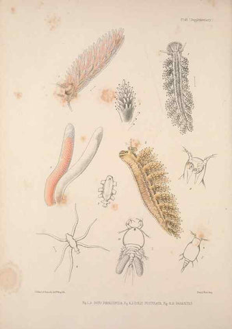 Reproducción/Reproduction 35633332135: A monograph of the British nudibranchiate Mollusca :. London :Printed for the Ray Society,1845-1910.