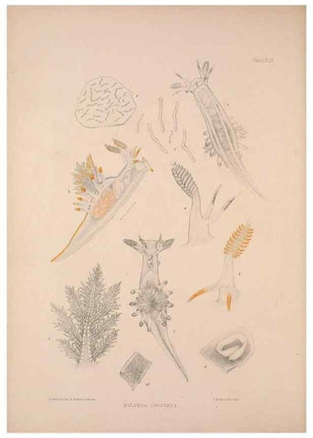 Reproducción/Reproduction 35246542170: A monograph of the British nudibranchiate Mollusca :. London :Printed for the Ray Society,1845-1910.