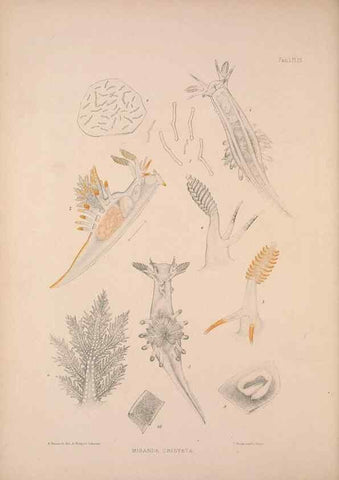 Reproducción/Reproduction 35246542170: A monograph of the British nudibranchiate Mollusca :. London :Printed for the Ray Society,1845-1910.