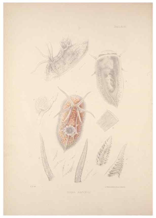 Reproducción/Reproduction 35594146906: A monograph of the British nudibranchiate Mollusca :. London :Printed for the Ray Society,1845-1910.
