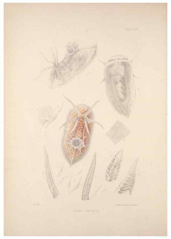 Reproducción/Reproduction 35594146906: A monograph of the British nudibranchiate Mollusca :. London :Printed for the Ray Society,1845-1910.